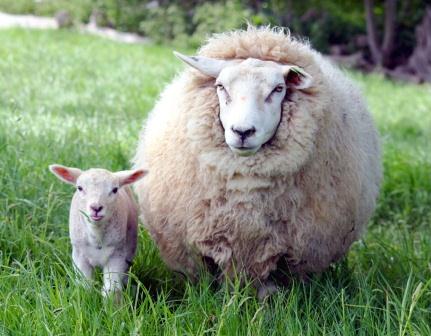 Купить одеяло из овечьей шерсти в Астрахани